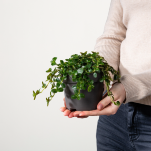 BIO Pilea 'Depressa'