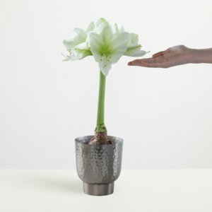 Amaryllis 'Arctic'