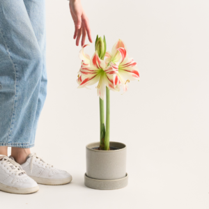 Amaryllis 'Flaming Striped'