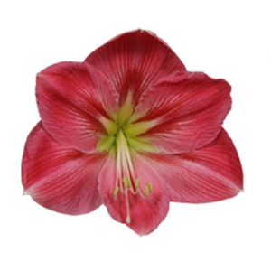 Amaryllis 'Sweet Pink'