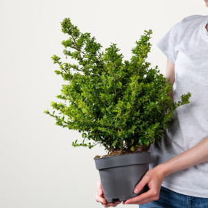 Berg-Ilex 'Stokes' Busch