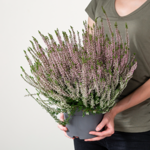Besenheide Beauty Lady® Rosa