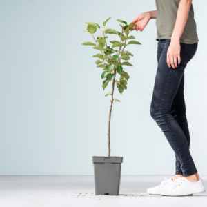 BIO Apfel 'Roter Boskoop'