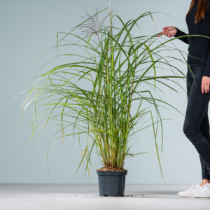 Chinaschilf 'Malepartus'