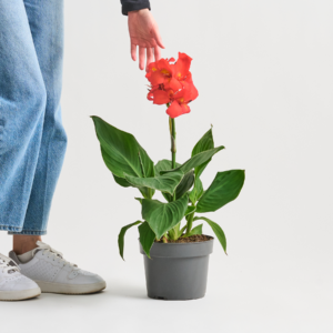 Canna 'Indica' Rot