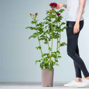 Edelrose 'Deep Secret®'