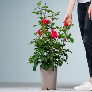Edelrose 'Magic Rokoko®'