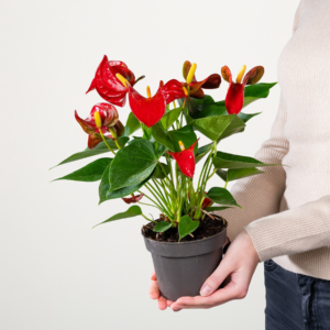 Flamingoblume 'Rustika'
