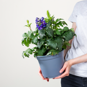 Hellblauer Rittersporn 'Magic Fountain'