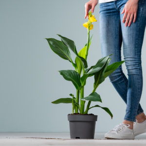 Canna 'Indica' Gelb