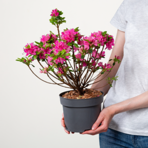 Japanische Azalee 'Kermesina'