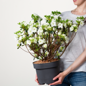 Japanische Azalee 'Schneeperle'