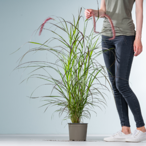 Lampenputzergras 'Chelsea'