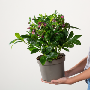 Lenzrose VIV® 'Victoria'