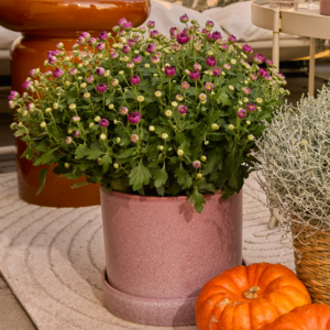 Lilafarbene Chrysantheme Busch