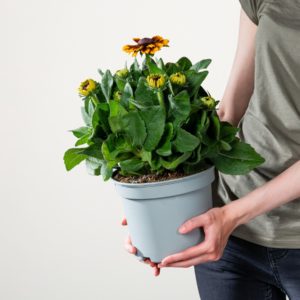 Orangener Sonnenhut 'Sunbeckia'