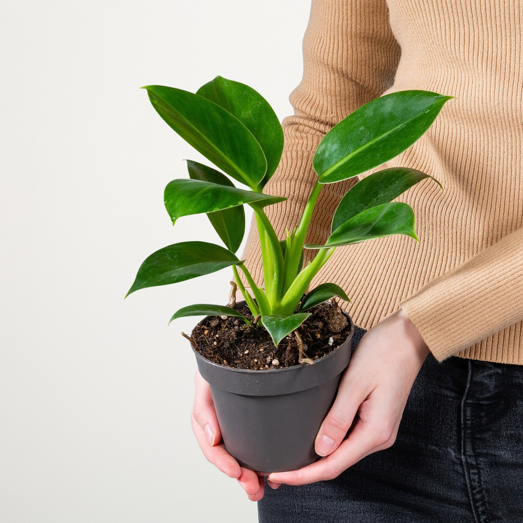Philodendron 'Green Princess'