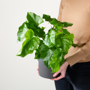 Philodendron 'Morelips'