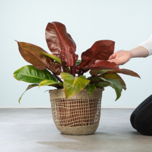 Philodendron 'Prince of Orange'