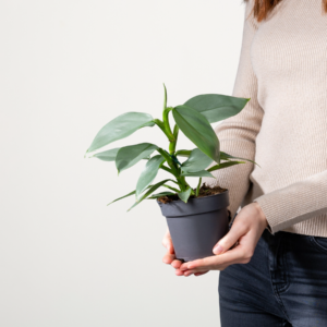 Philodendron 'Silver Sword'
