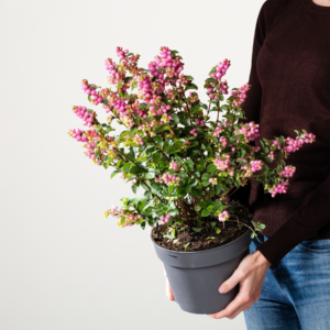 Schneebeere Rosa 'Magical Sweet'