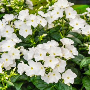 Phlox paniculata Weiß