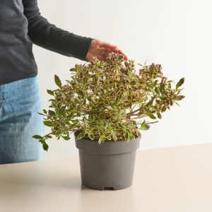 Weigelie 'Monet®'