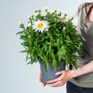 Weiße Sommermargerite L