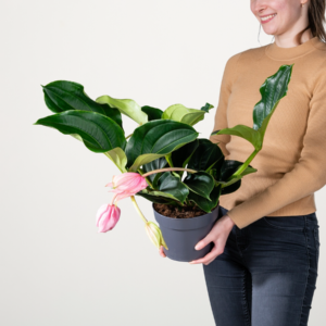 Medinilla 'Magnifica' Rosa - 4 Knospen