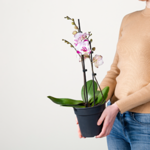 Phalaenopsis 'Kc 1189'