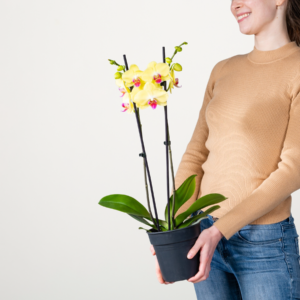Phalaenopsis 'Limelight'