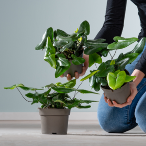 BIO Herzfarn 'Arifolia' - 3 Stück