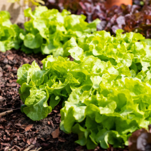 BIO Pflücksalat - 3 Stück
