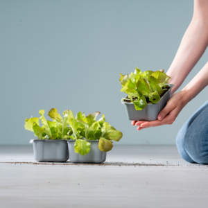 BIO Roter Krautsalat Schale - 3 Stück