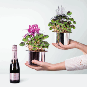 Glück to Go mit Moet & Chandon Imperial Rosé 0,375l