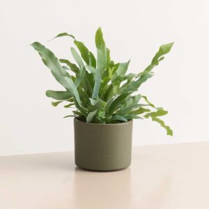 Keramik Übertopf Grün - 10,5 cm