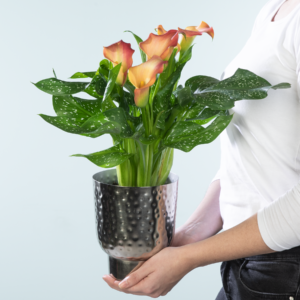 Afrikanische Calla Orange
