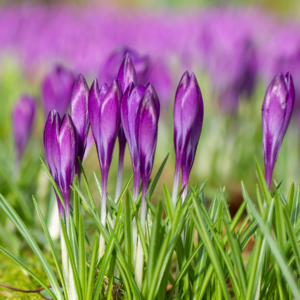 Krokus Blau - 3 Stück