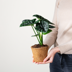 Alocasia 'Sinuata' - plastikfrei