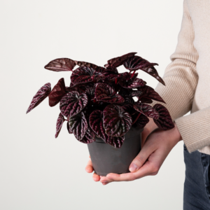 Peperomia 'Red Luna'