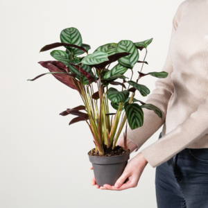 Calathea 'Compactstar'