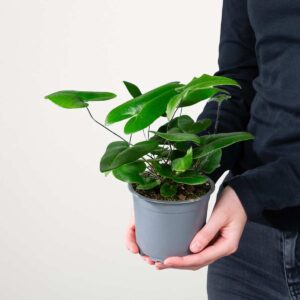 Herzfarn 'Arifolia'