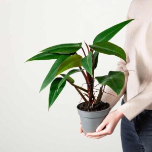 Philodendron 'Ruby'