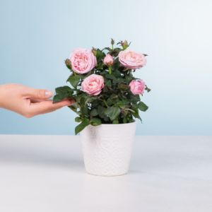 Deal: Rosige Grüße