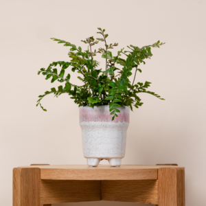 Orchideen Übertopf Keramik Rosa/Weiß - 9 cm