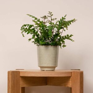 Keramik Übertopf Orchidee Creme  - 9 cm