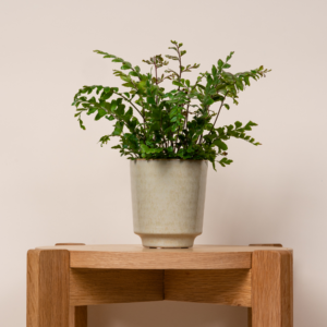 Orchideen Übertopf Keramik Creme - 9 cm