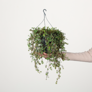 Pilea 'Libanensis'