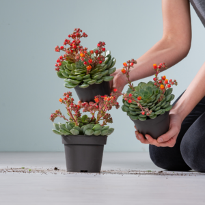 Echeveria 'Dondo' - 3 Stück