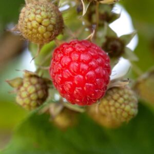 BIO Himbeere 'Zefa Herbsternte'